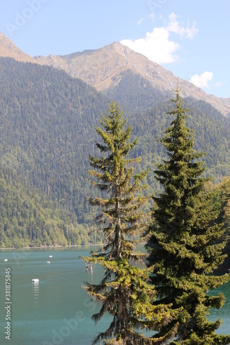 Christmas trees on the shore of Lake Ritsa in Abkhazia
