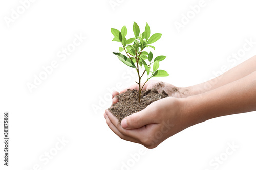Tablou canvas Hands holding young tree isolated on white background with clipping path