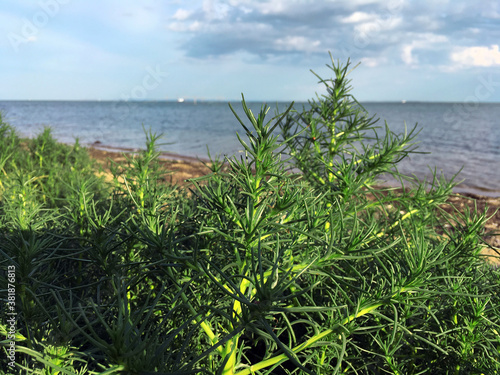 Crimean wormwood (Artemísia) grows on the beach by the sea