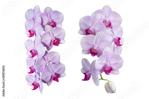 beautiful purple  Phalaenopsis  orchid flowers  isolated on white background. Object with clipping path