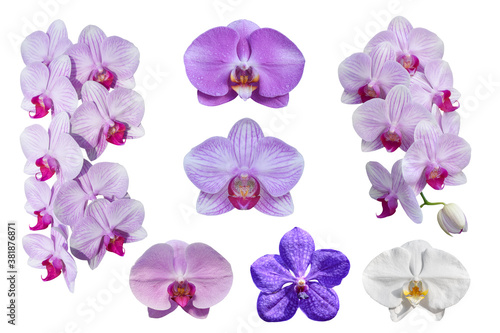 Collection of beautiful Phalaenopsis orchid flowers, isolated on white background. Object with clipping path