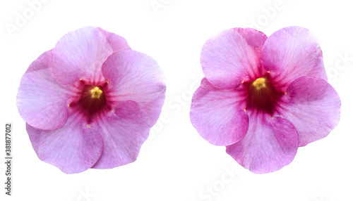 Pink flower  Allamanda Cathartica  Isolated on white background. Object with clipping path.