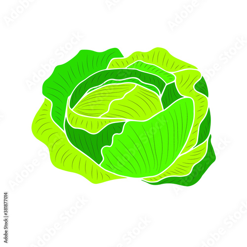 Ripe white cabbage. Vector element for design. Healthy vegetable. 