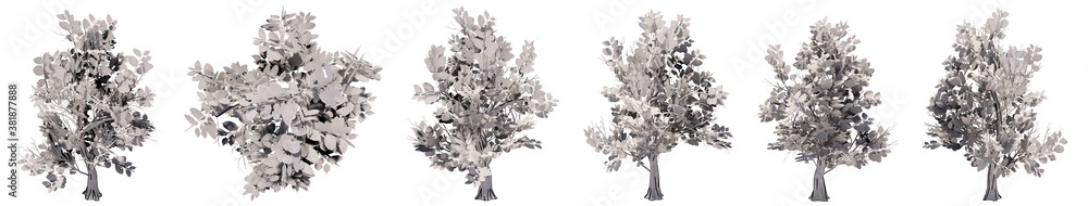 Set or collection of drawings of trees isolated on white background . Concept or conceptual 3d illustration for nature, ecology and conservation, strength and endurance, force and life Set or collection of drawings of trees isolated on white background . Concept or conceptual 3d illustration for nature, ecology and conservation, strength and endurance, force and life