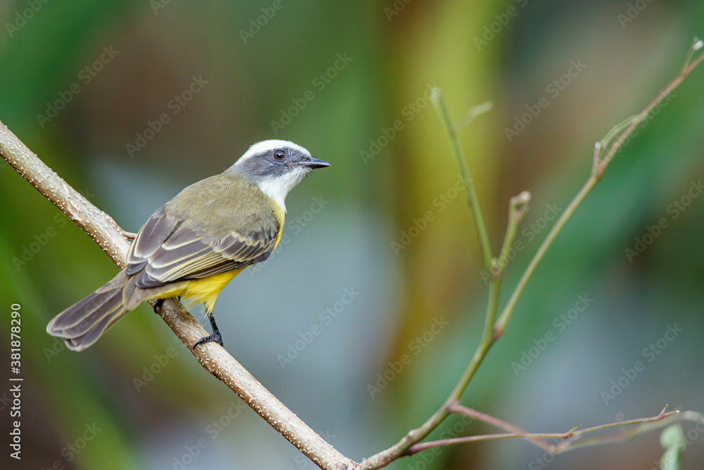 Obraz premium Great Kiskadee, Pitangus sulphuratus, sitting on a branch in Tortuguero National Park in Costa Rica