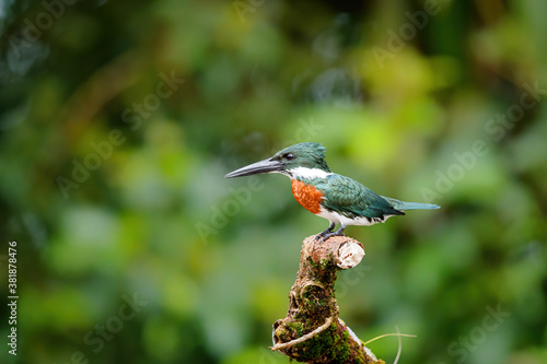 Amazon kingfisher, chloroceryle amazona, sitting on a branch in Cano Negro Wildlife Refuse in Costa Rica