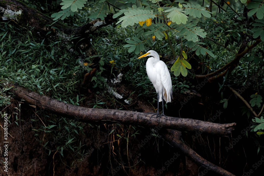 Great Egret, Ardea alba, hunting in the water in Cano Negro Wildlife Refuse in Costa Rica Great Egret, Ardea alba, hunting in the water in Cano Negro Wildlife Refuse in Costa Rica