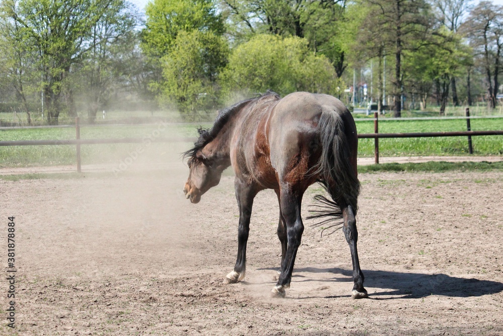 A brown horse shakes the sand out of its fur,standing on a paddock A brown horse shakes the sand out of its fur,standing on a paddock