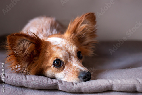 small cute dog on the bed