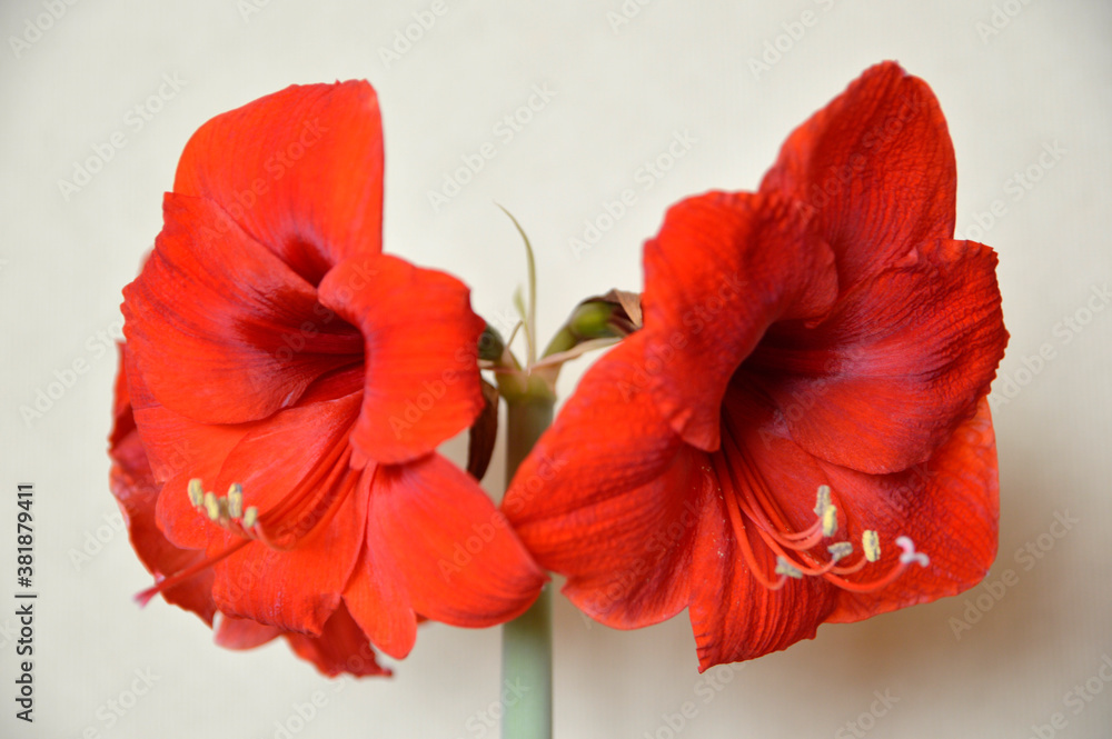 red blooming amaryllis close up red blooming amaryllis close up