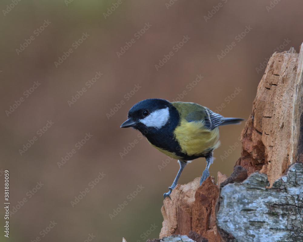 Obraz premium Great Tit , Parus major perched on a tree stump .
