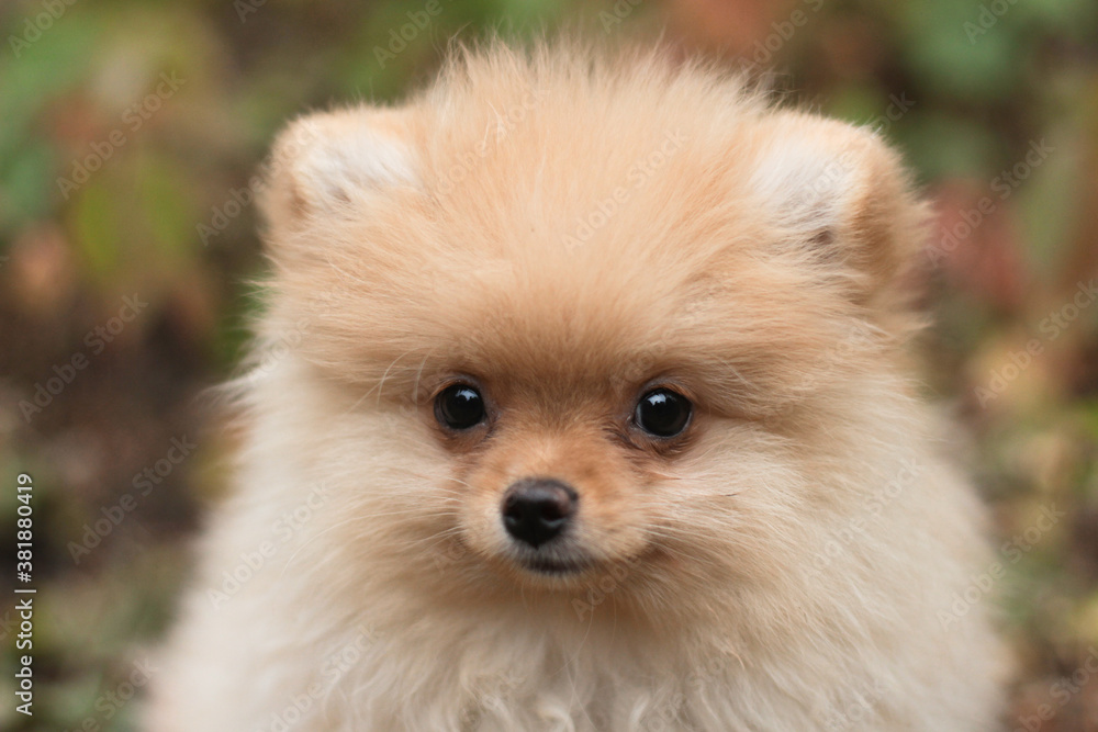 pomeranian dog portrait pomeranian dog portrait