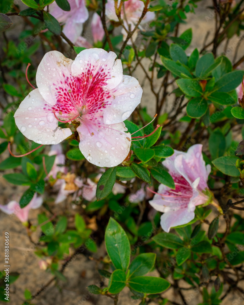 Flower in focus of a small, very vivid and green shrub in a small piece of garden in Balneário Gaivota, Santa Catarina, Brazil. Capture of a weekend trip in September 2020. Flower in focus of a small, very vivid and green shrub in a small piece of garden in Balneário Gaivota, Santa Catarina, Brazil. Capture of a weekend trip in September 2020.