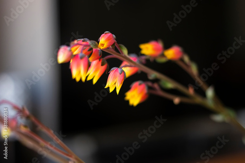 Echeveria derenbergii succulent photo