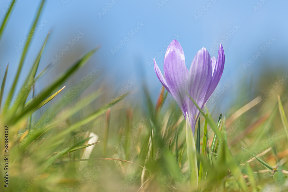 Purple crocus flower Purple crocus flower