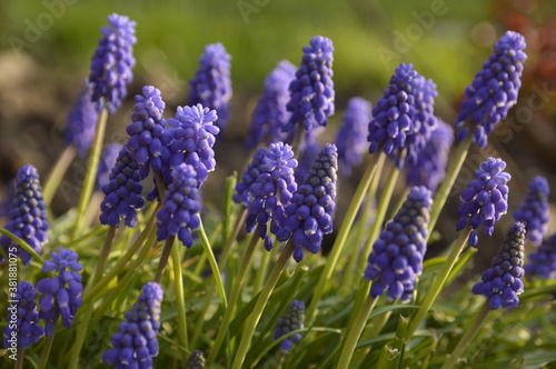 blooming grape hyacinth flowers , muscari, growing in the garden close up 