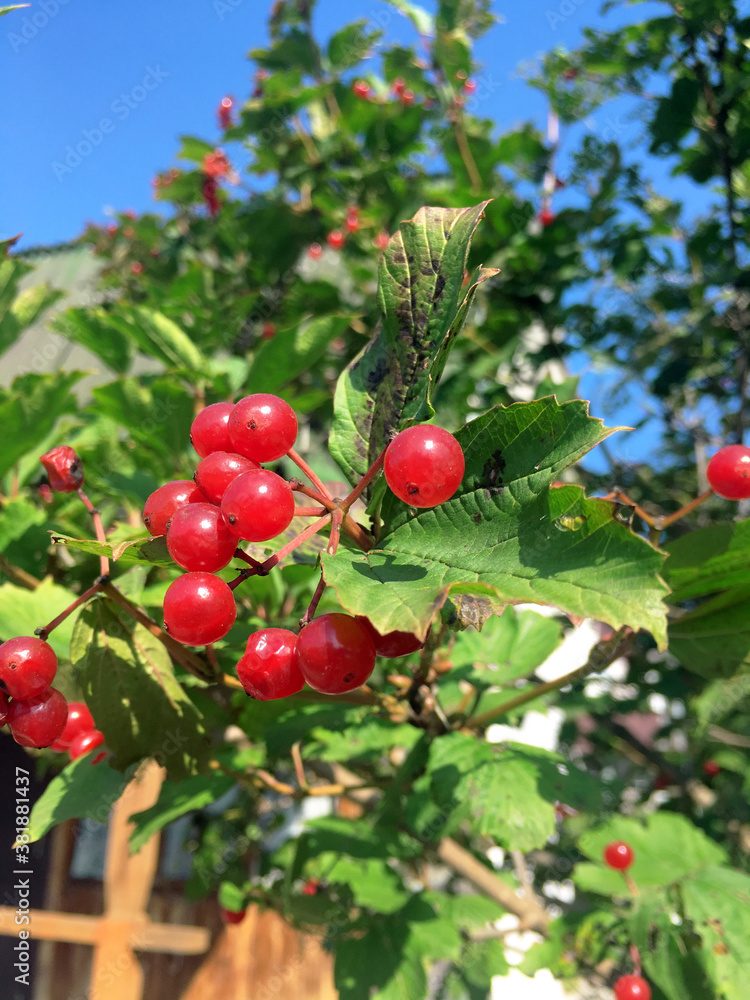 Ripe viburnum berries on a branch