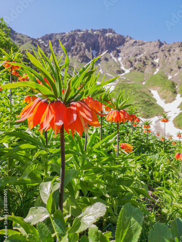 landscape with red flowers and mountains, red tulips
 photo