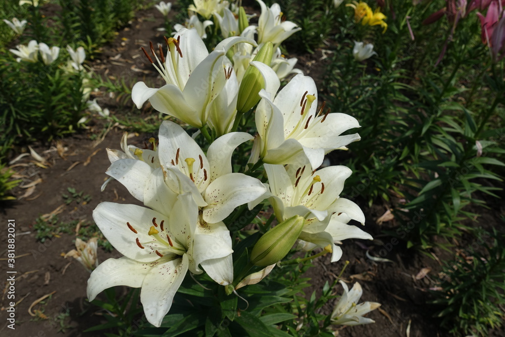 Obraz premium Florescence of white spotted true lilies in June