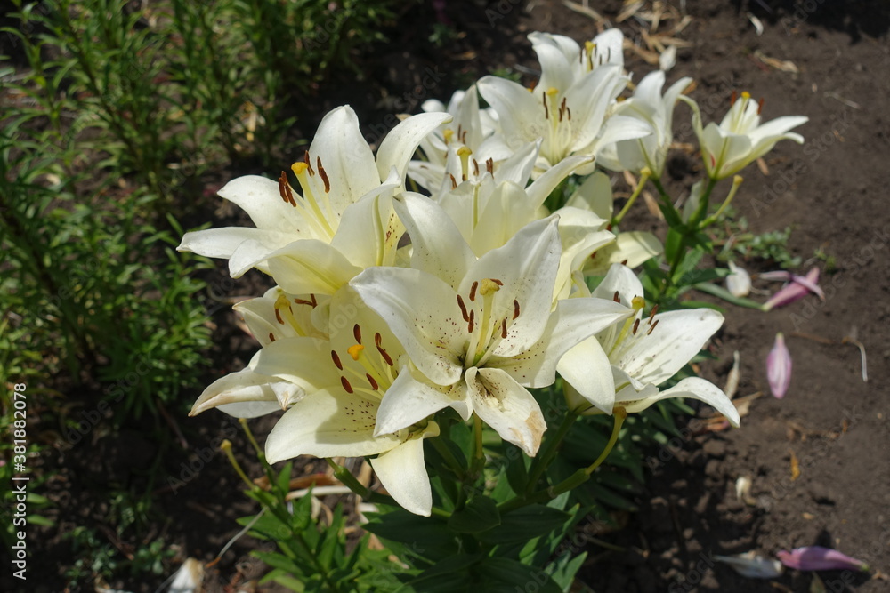 Flowers of white spotted true lilies in June