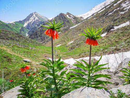 landscape with red flowers and mountains, red tulips
 photo