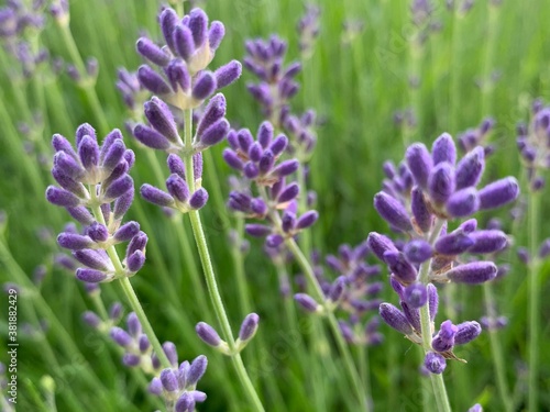 lavender flowers closeup
