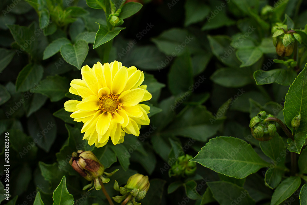 Beautiful yellow flower on a background of green leaves. Autumn flowers Beautiful yellow flower on a background of green leaves. Autumn flowers
