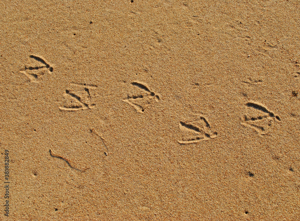 Bird footprints in the sand on the beach Bird footprints in the sand on the beach