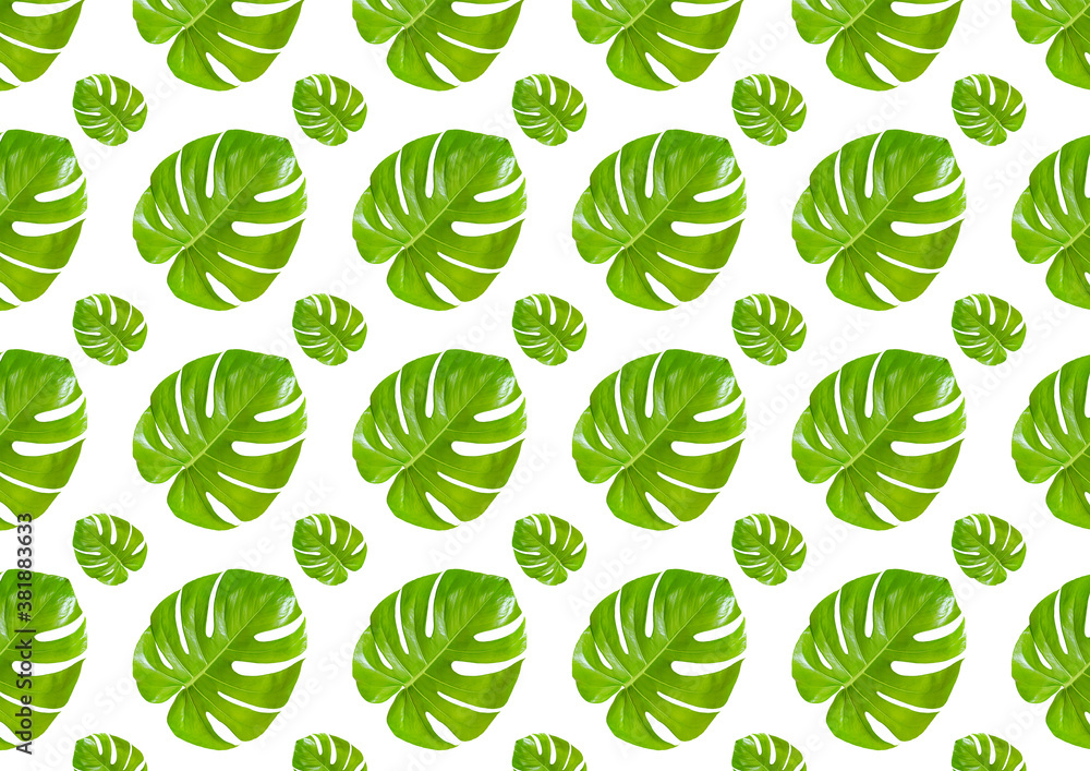 Seamless pattern with tropical green monstera leaves isolated on white background. Seamless pattern with tropical green monstera leaves isolated on white background.