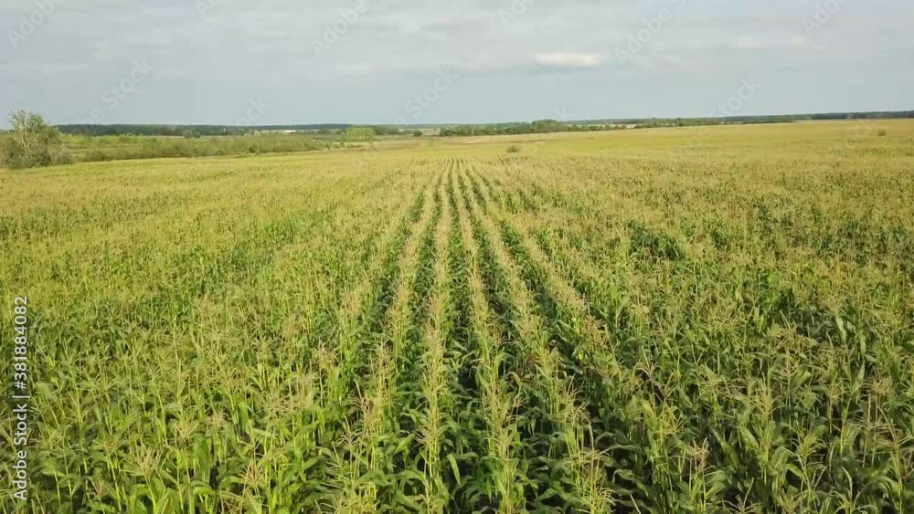 Corn field, flight over the cream of corn stalks, excellent growth, good corn harvest, ripening of the corn field. Corn field, flight over the cream of corn stalks, excellent growth, good corn harvest, ripening of the corn field.
