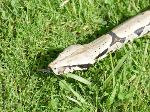 Foto Boa constrictor constricor aus Ecuador
