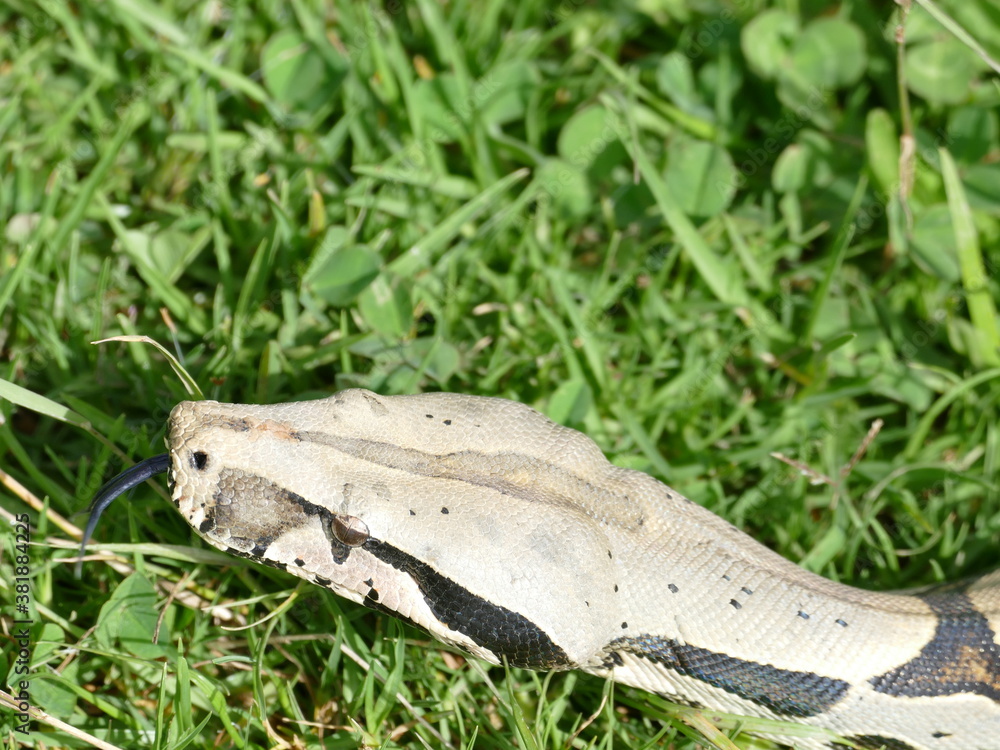 Obraz premium Boa constrictor constricor aus Ecuador. Die Boa constrictor, auch Rotschwanzboa oder Abgottschlange genannt, ist eine in Südamerika und in Gefangenschaft weit verbreitete Riesenschlange.