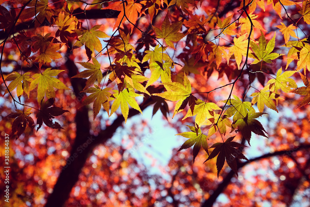 Japanese maple leaves of red and yellow colours during their autumn display, Surrey, UK Japanese maple leaves of red and yellow colours during their autumn display, Surrey, UK