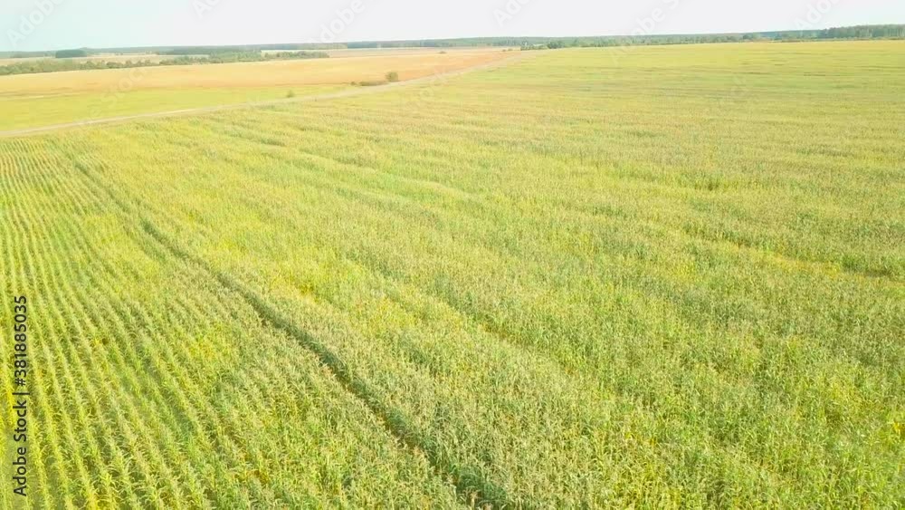 Corn field, flight over the cream of corn stalks, excellent growth, good corn harvest, ripening of the corn field. Corn field, flight over the cream of corn stalks, excellent growth, good corn harvest, ripening of the corn field.