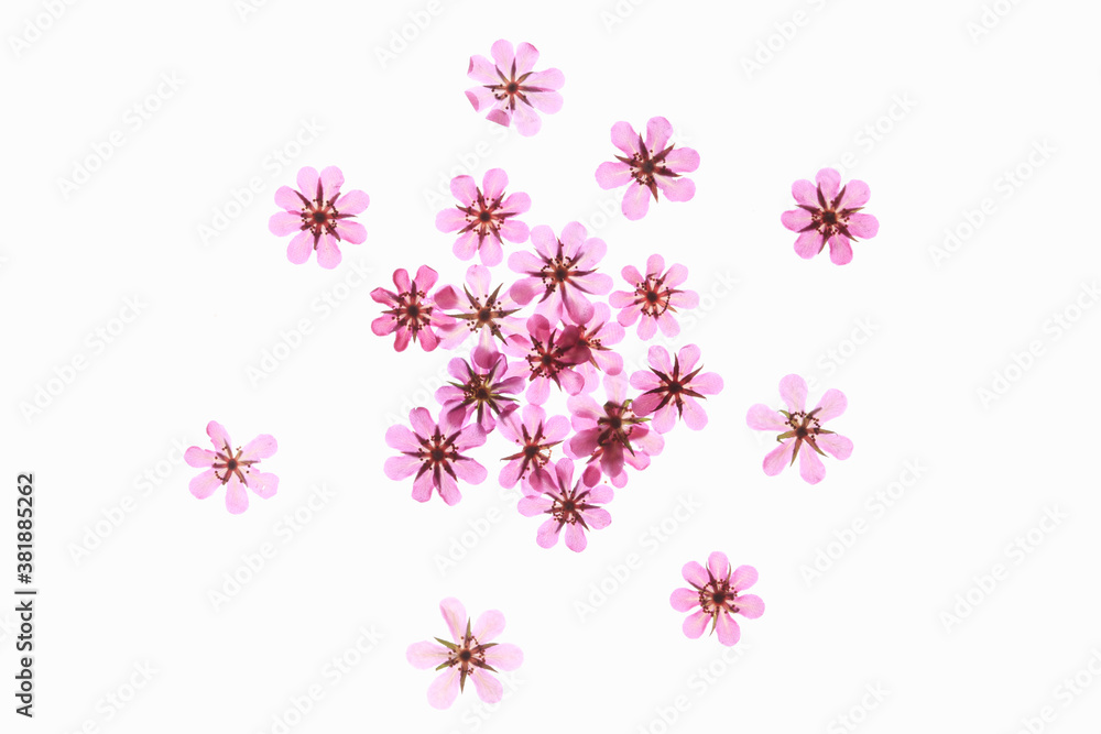 小花の押し花 小花の押し花