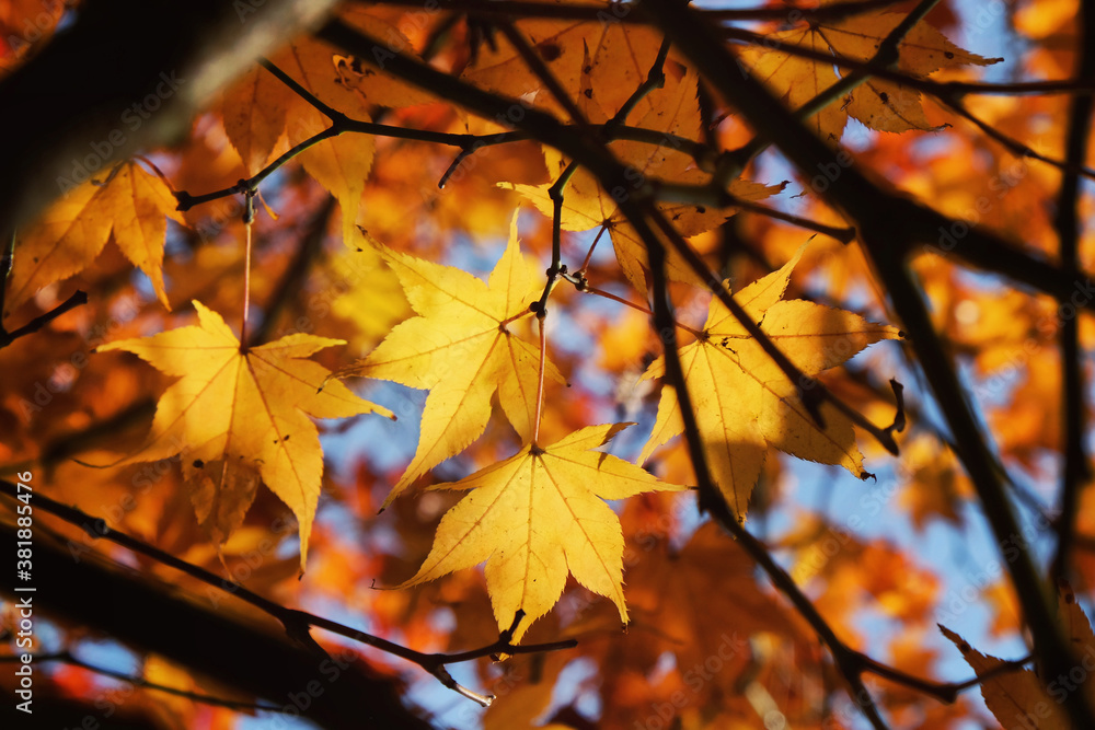 Japanese maple leaves of yellow colours during their autumn display, Surrey, UK Japanese maple leaves of yellow colours during their autumn display, Surrey, UK