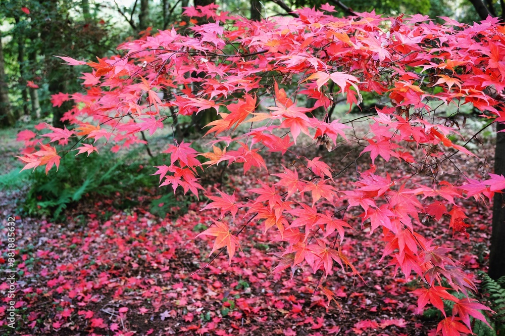 Japanese maple leaves of red colours during their autumn display, Surrey, UK Japanese maple leaves of red colours during their autumn display, Surrey, UK