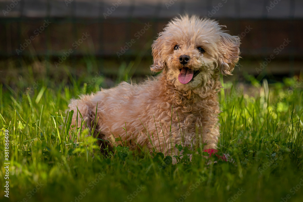 Apricot miniature poodle (Canis lupus familiaris) Apricot miniature poodle (Canis lupus familiaris)