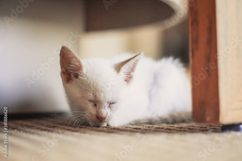 White puppy cat lying in the living room
