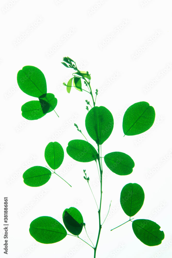 葉っぱの押し花 葉っぱの押し花