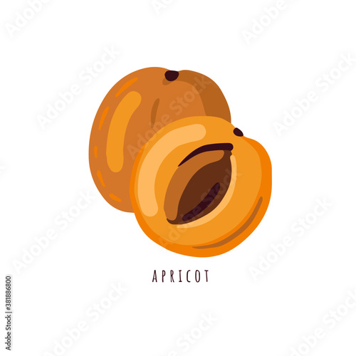 Apricot isolated on white. Vector illustration with orange apricots. Simple stylized food art.