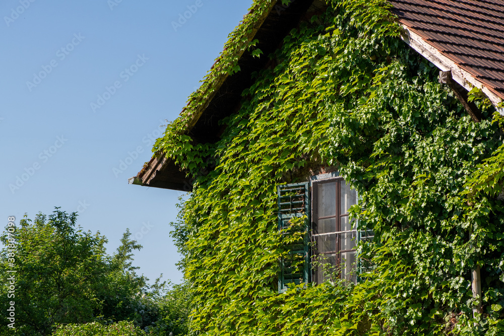 Komplett mit wildem Wein zugewachsenes altes Haus Komplett mit wildem Wein zugewachsenes altes Haus