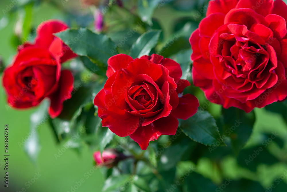 Lady Ryder of Warsaw rich crimson red roses - modern british shrub by Harkness Lady Ryder of Warsaw rich crimson red roses - modern british shrub by Harkness
