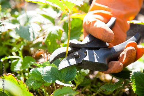 Wallpaper Mural work in garden Torontodigital.ca