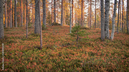 Colorful autumn forest landscape. Lapland Finland.