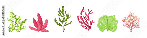 Underwater marine flora. Marine aquarium flora, aqua plants, coral reef underwater seaweed ocean plants phytoplankton, algae, laminaria, sea moss tropical sea plant underwater painting vector
