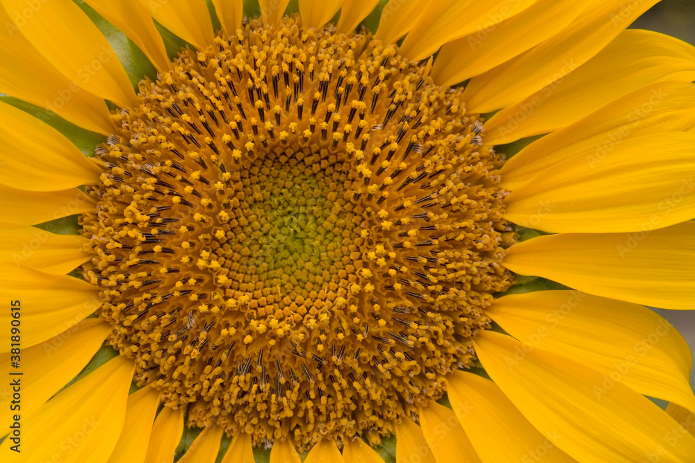 Sonnenblume Nahaufnahme 1 Sonnenblume Nahaufnahme 1