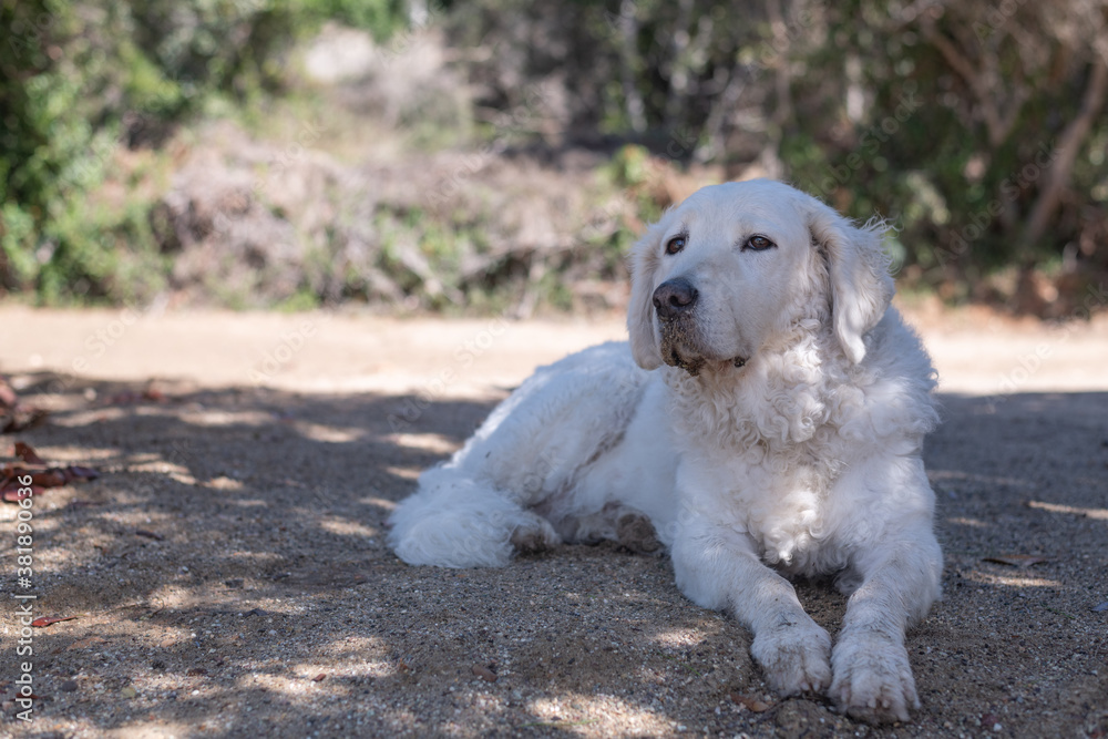 Large female Kuvasz dog sitting in the shade of the trees on the beach