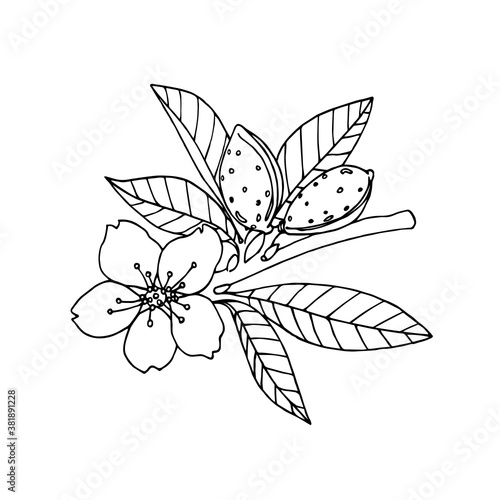 almond branch with leaves, flower & nuts in the shell, element of decorative pattern, logo, vector illustration with black ink contour lines isolated on a white background in a hand drawn style