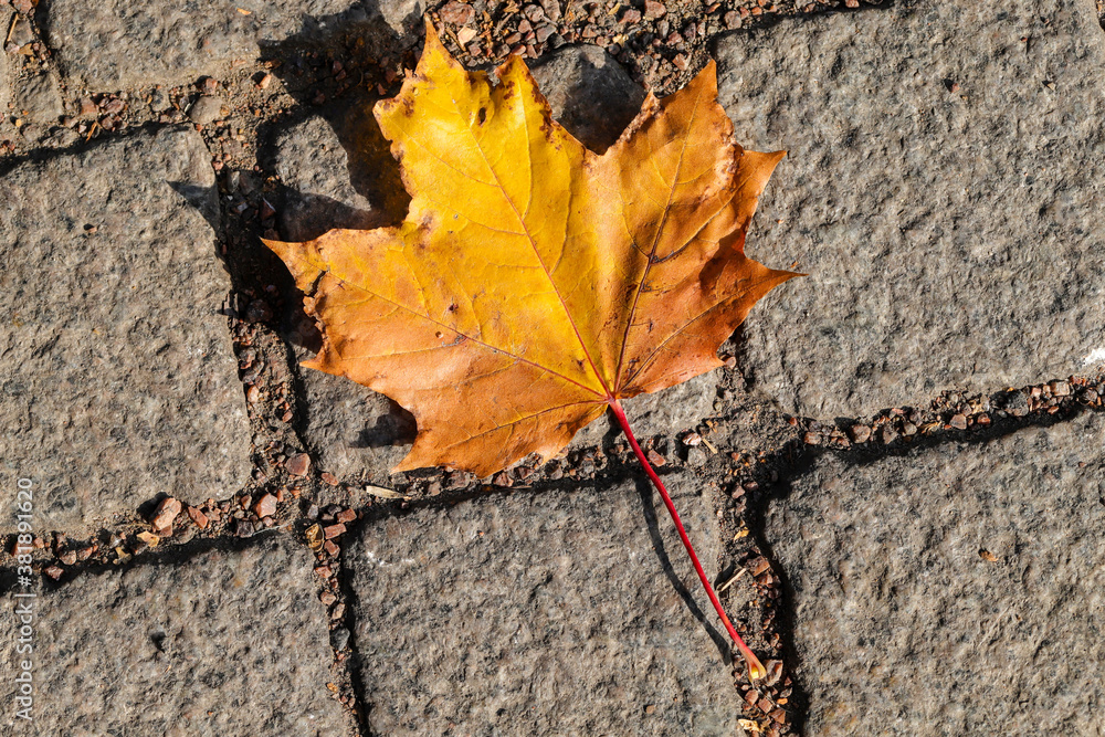 natural yellow maple leaf on gray paving slabs natural yellow maple leaf on gray paving slabs
